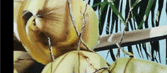 botanical header