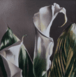 calla lily painting