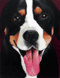 painting of greater swiss mountain dog
