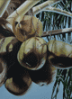 coconut painting