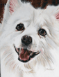 spitz painting