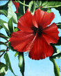 hibiscus painting