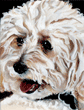 poodle painting