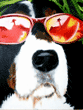english springer painting