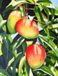 mango painting