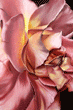 pink rose painting